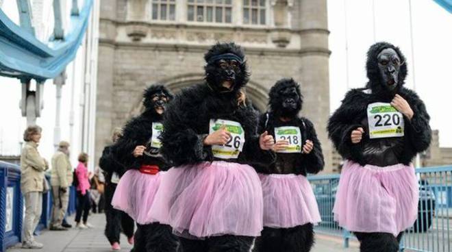 Gorillas Varese alla Great Gorilla Run di Londra