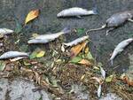 Moria di pesci Fiume Olona Legnano