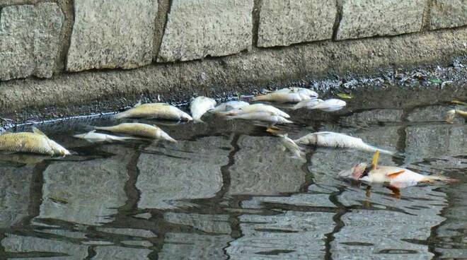 Moria di pesci Fiume Olona Legnano