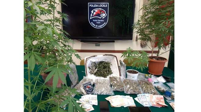 Sequestro Marijuana arresto Legnano Polizia Locale