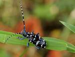 Anoplophora chinensis Tarlo Asiatico